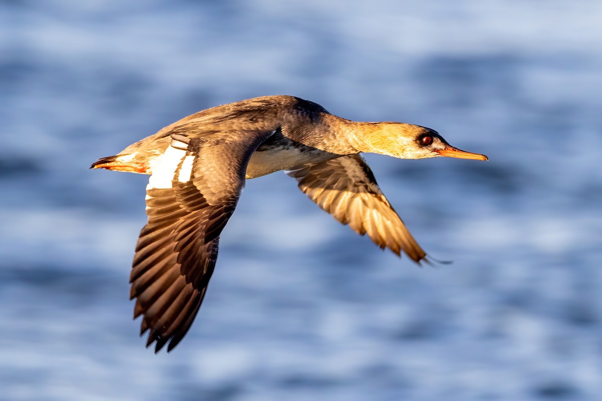 Red-breasted Merganser - Kevin Berkoff