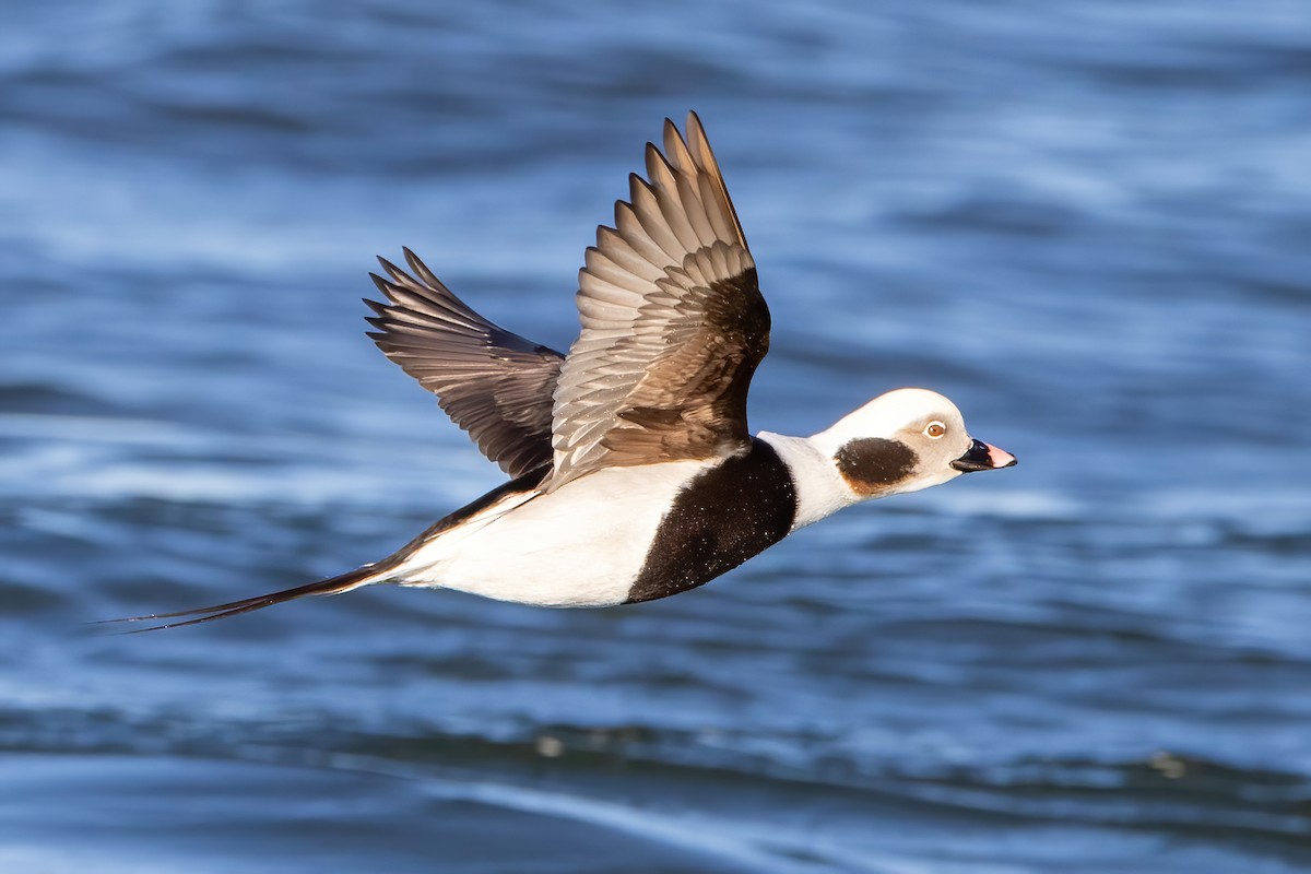 Long-tailed Duck - Kevin Berkoff