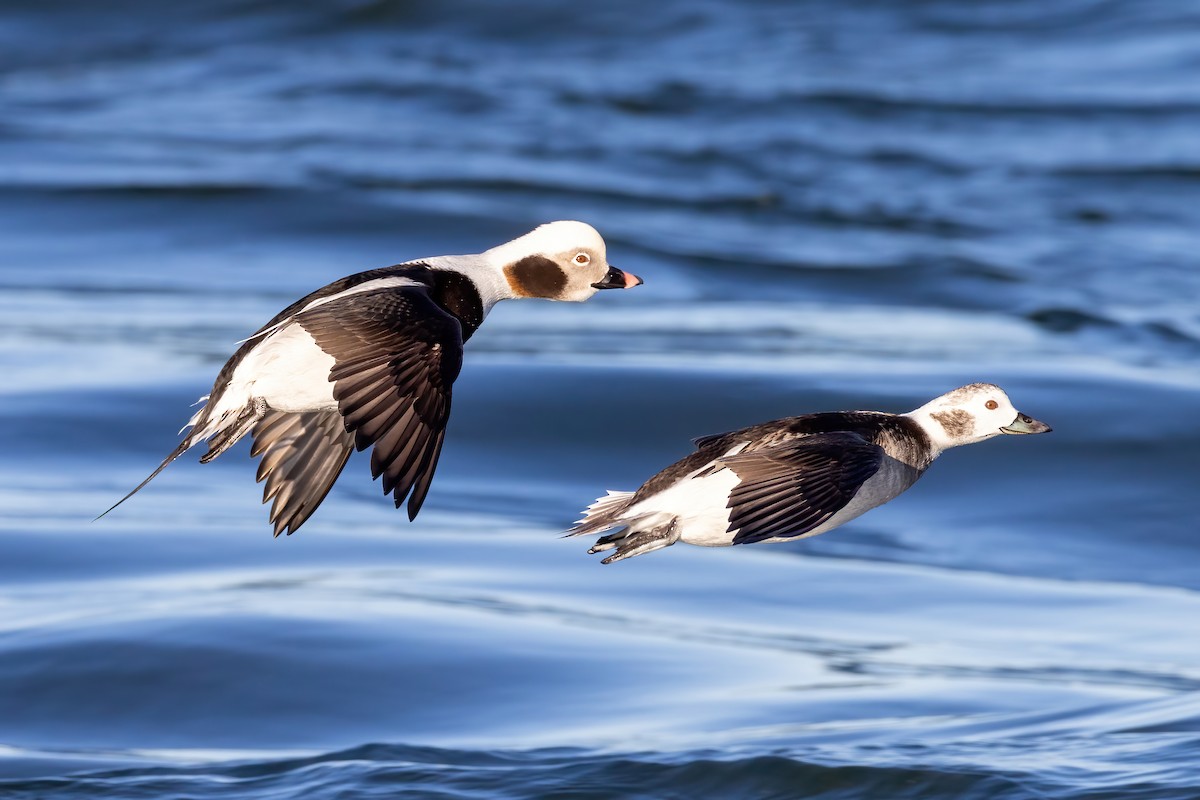 Long-tailed Duck - Kevin Berkoff