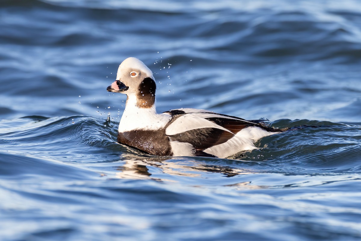 Long-tailed Duck - Kevin Berkoff