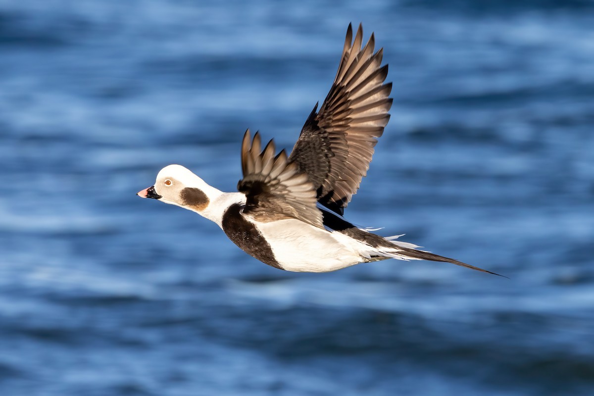 Long-tailed Duck - Kevin Berkoff