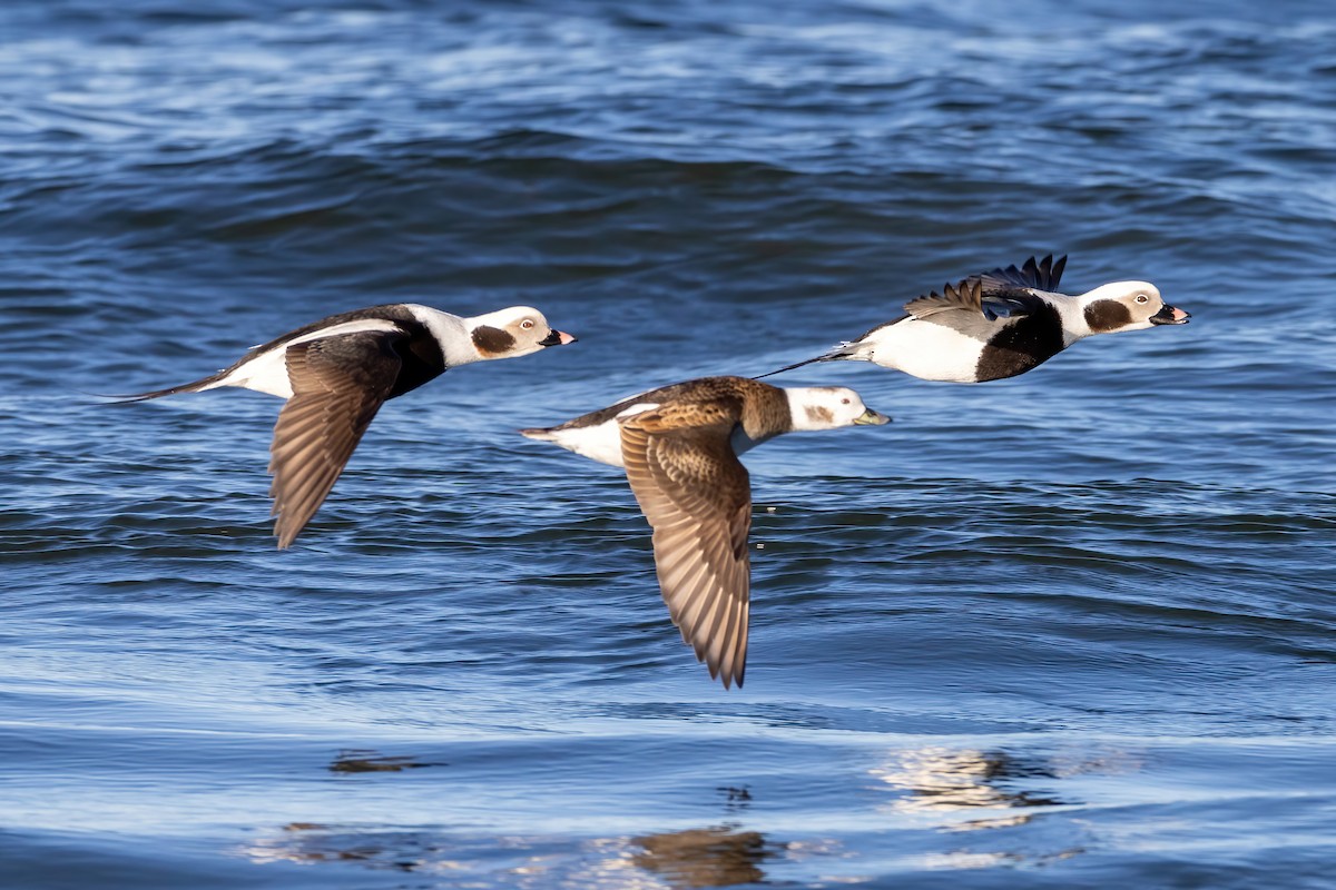 Long-tailed Duck - Kevin Berkoff