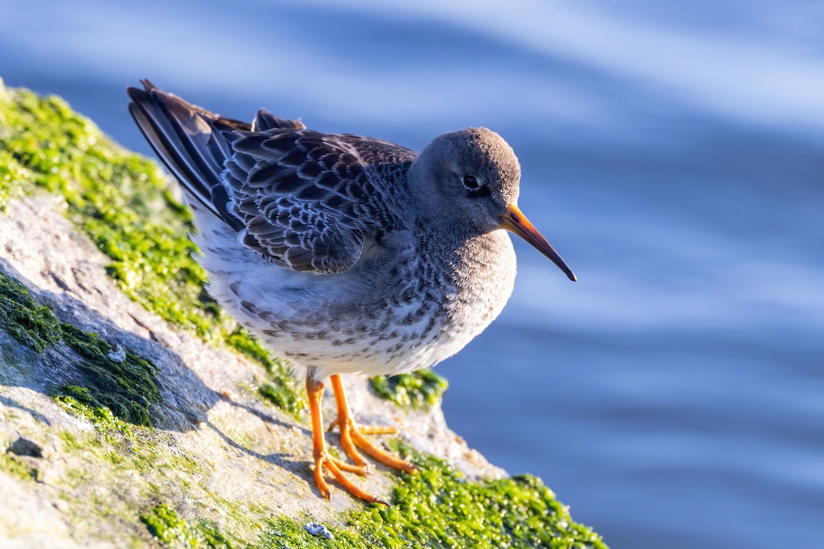 Purple Sandpiper - Kevin Berkoff