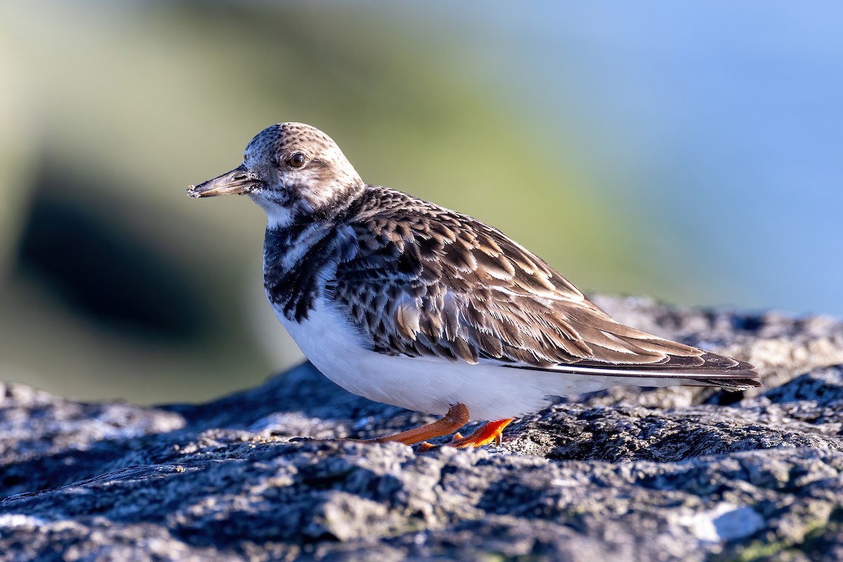 Ruddy Turnstone - ML615154280