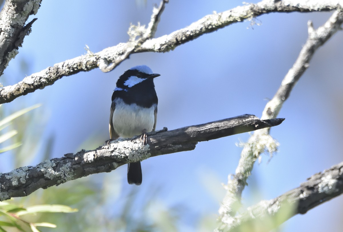 Superb Fairywren - ML615154282