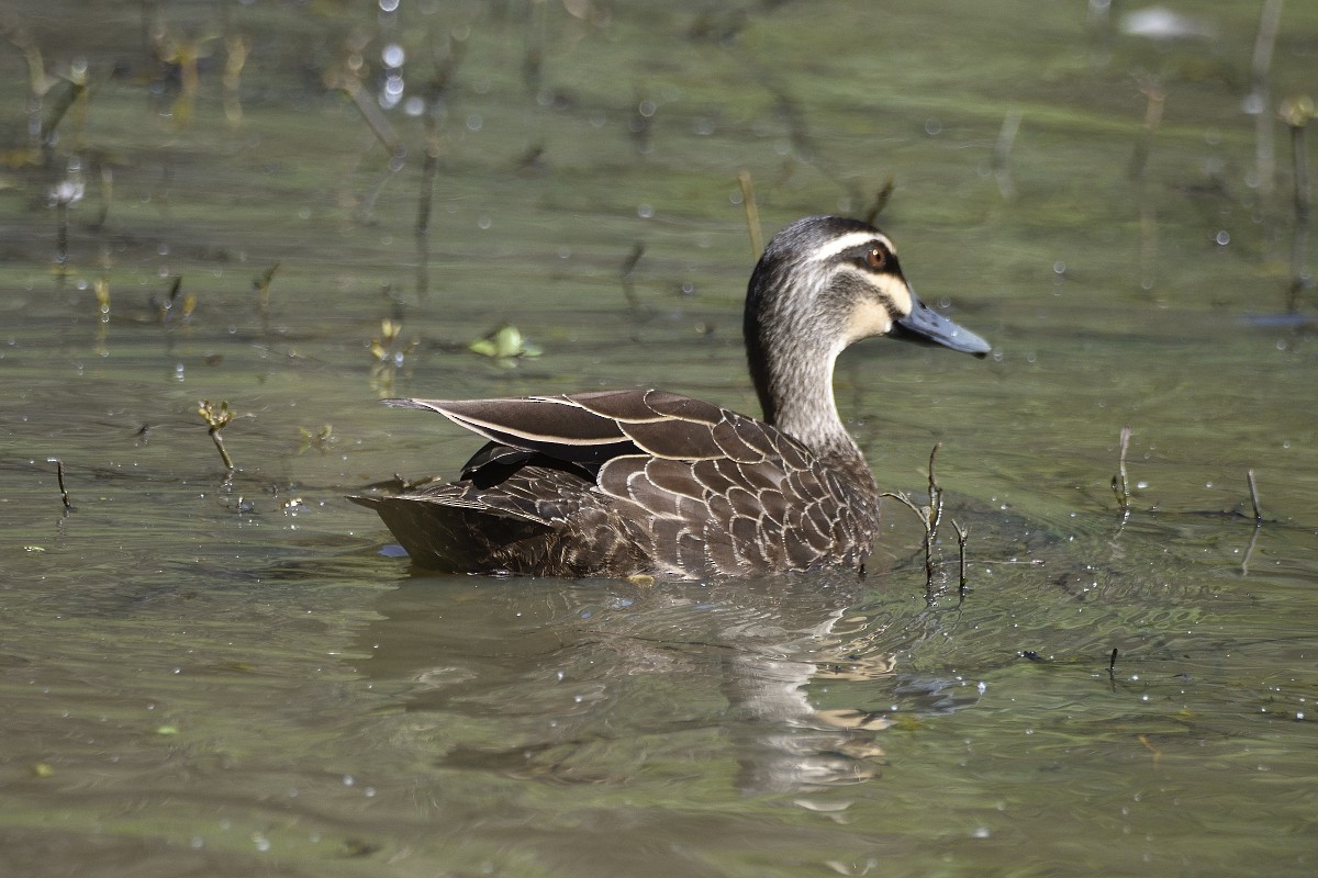 Canard à sourcils - ML615154291