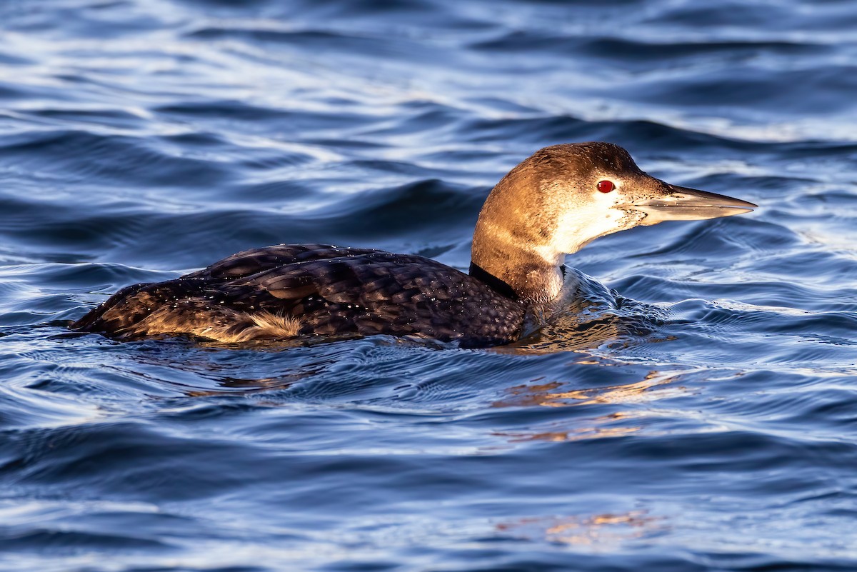 Common Loon - Kevin Berkoff