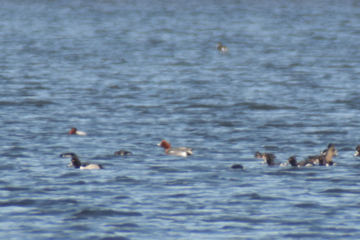 Eurasian Wigeon - ML615154294