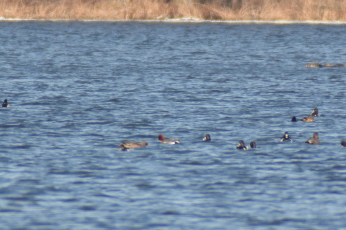 Eurasian Wigeon - ML615154295