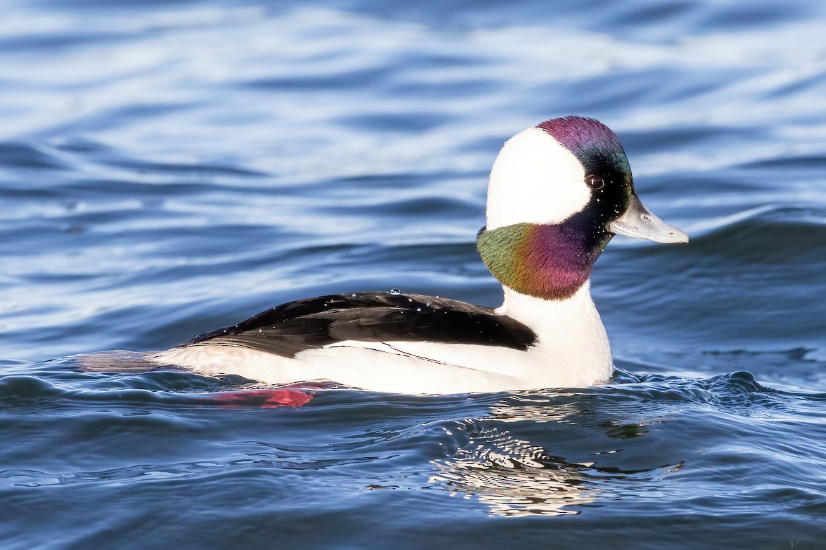 Bufflehead - Kevin Berkoff