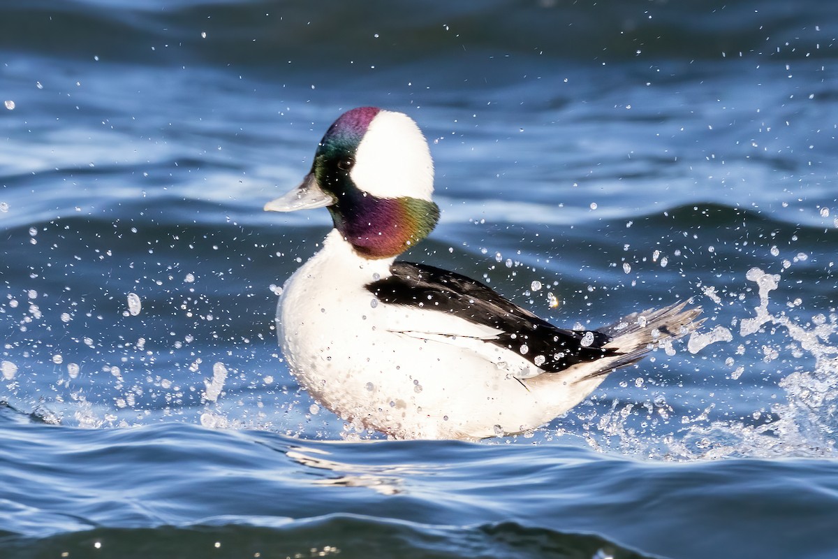 Bufflehead - ML615154318