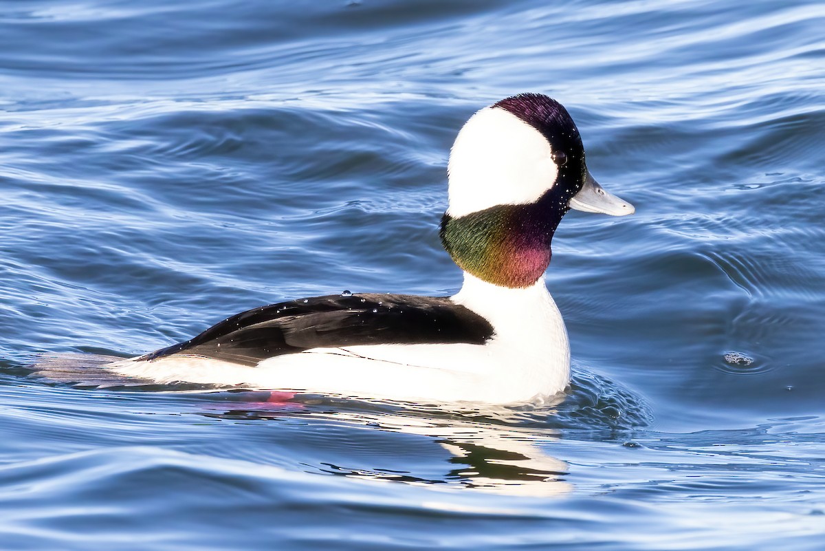 Bufflehead - Kevin Berkoff