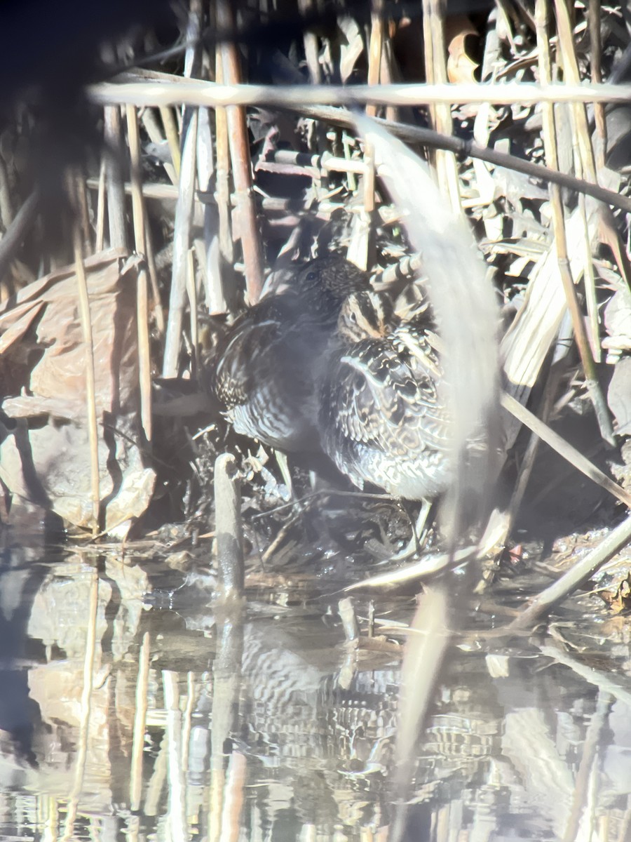 Wilson's Snipe - ML615154346