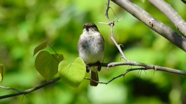 Eastern Phoebe - ML615154361