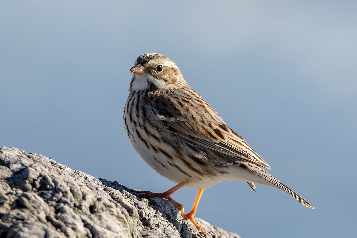 Savannah Sparrow (Ipswich) - Kevin Berkoff