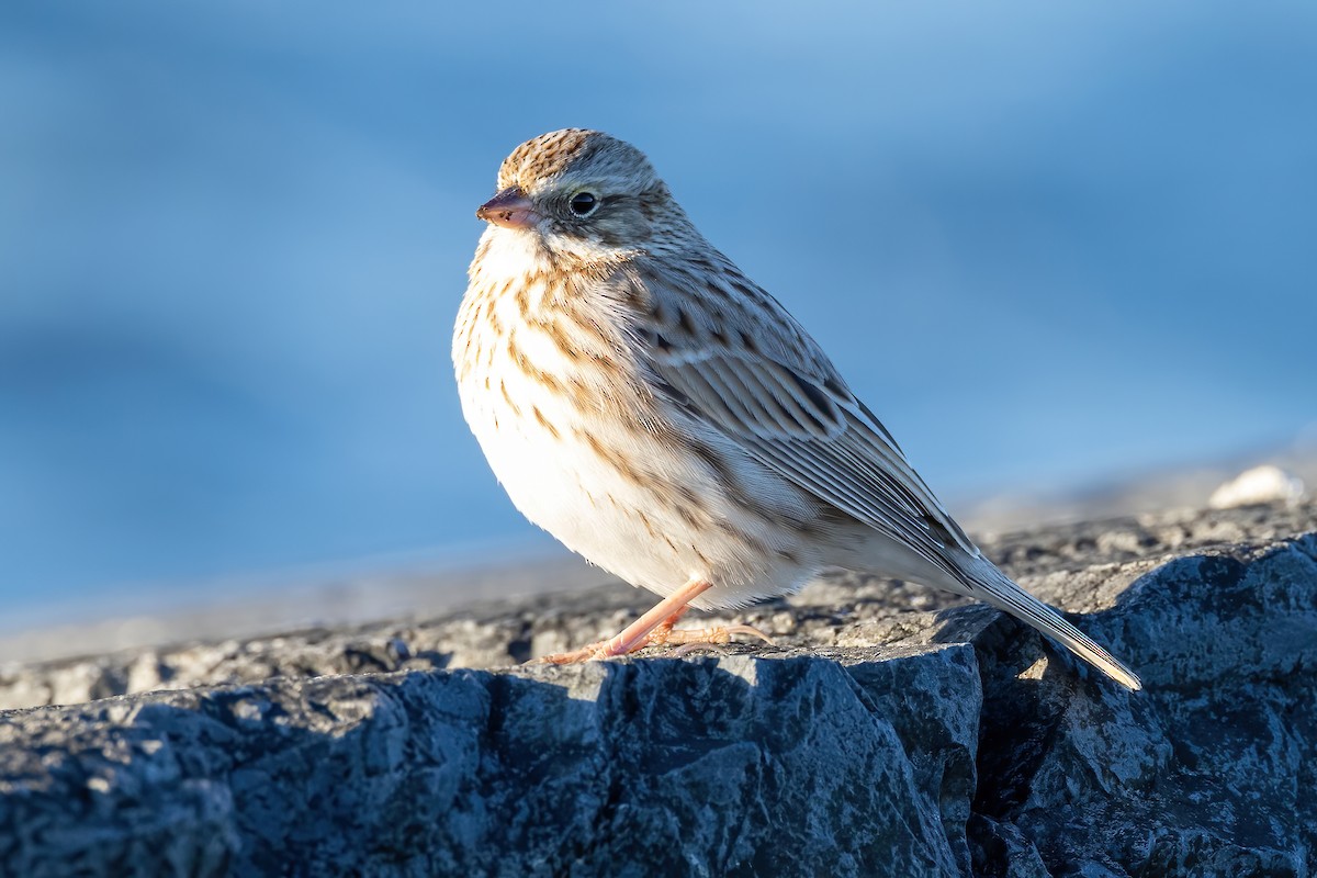 Savannah Sparrow (Ipswich) - ML615154370