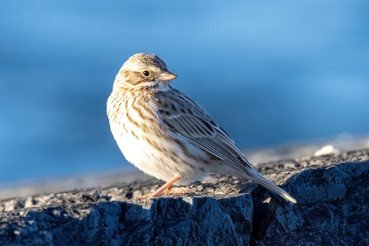 Savannah Sparrow (Ipswich) - ML615154371