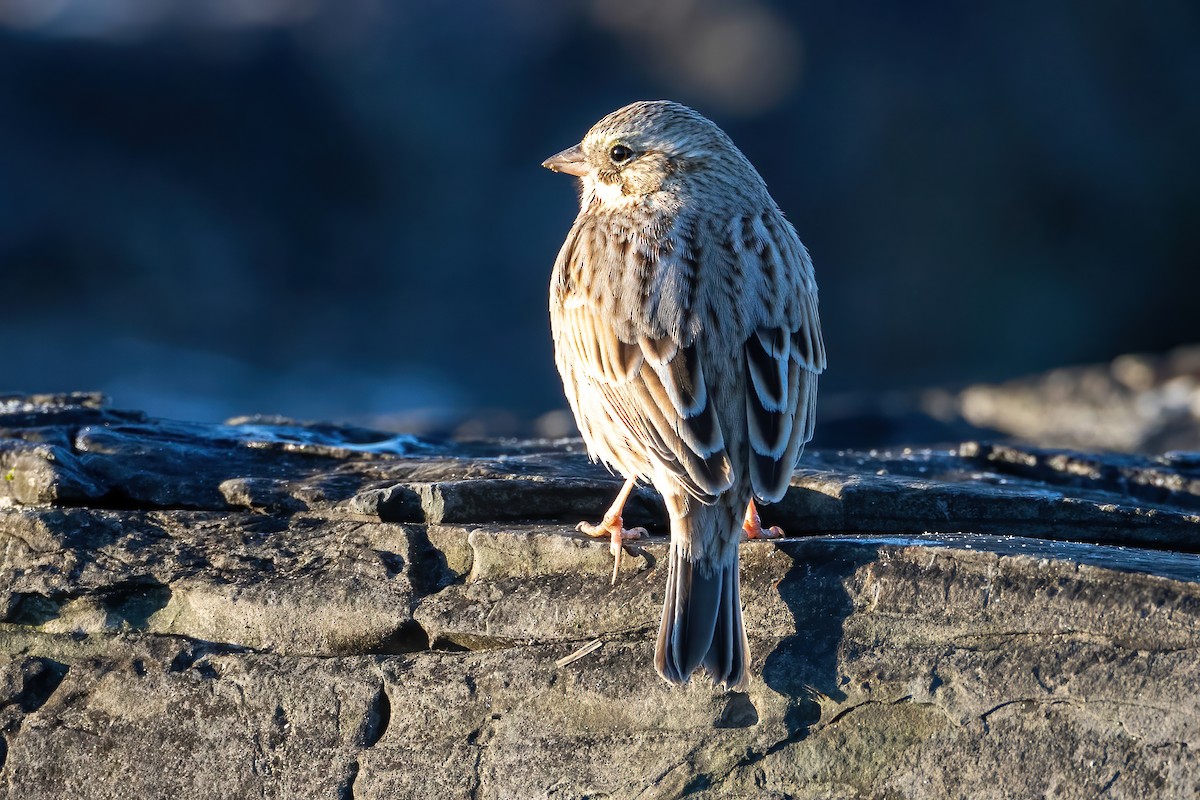 Savannah Sparrow (Ipswich) - ML615154374