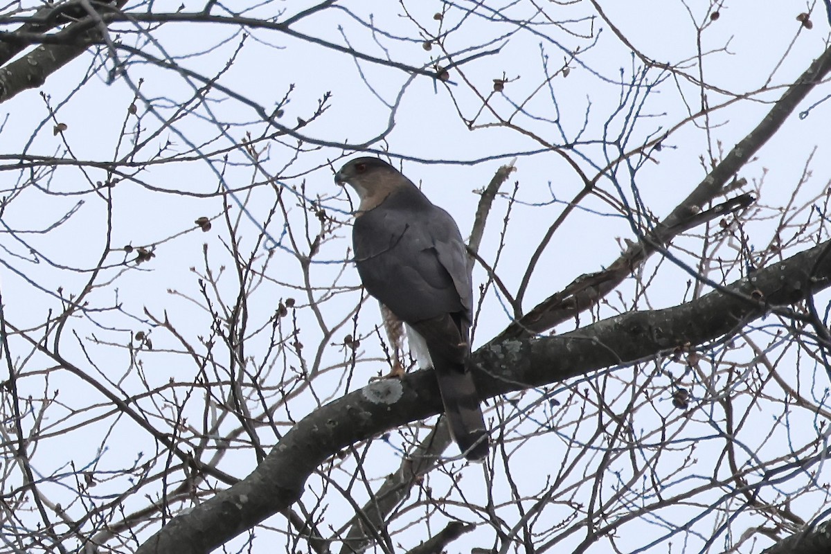 Cooper's Hawk - ML615154389