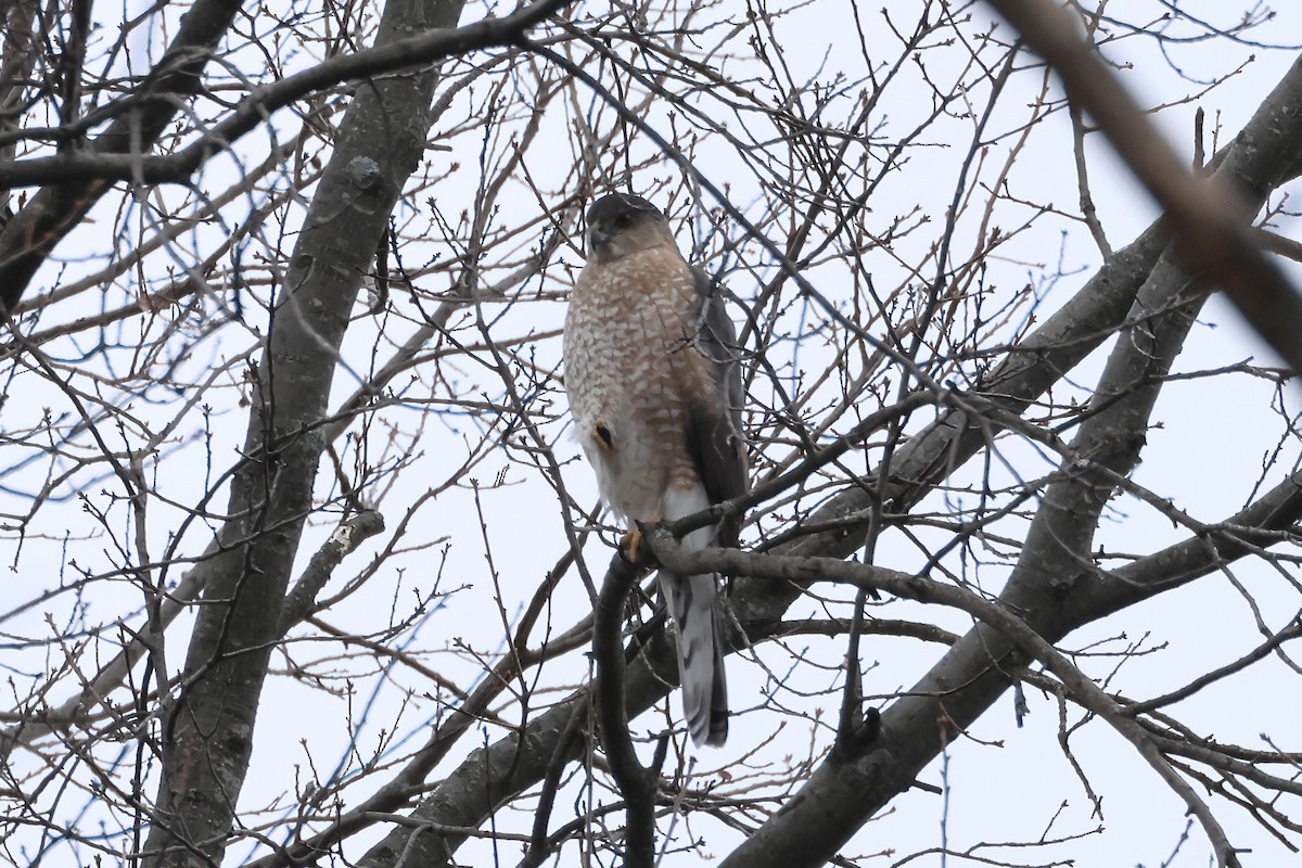 Cooper's Hawk - ML615154390