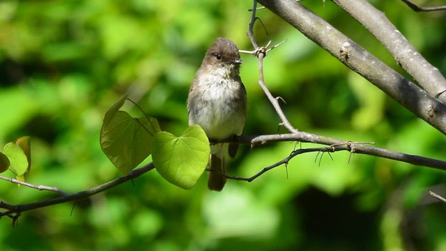 Eastern Phoebe - ML615154398