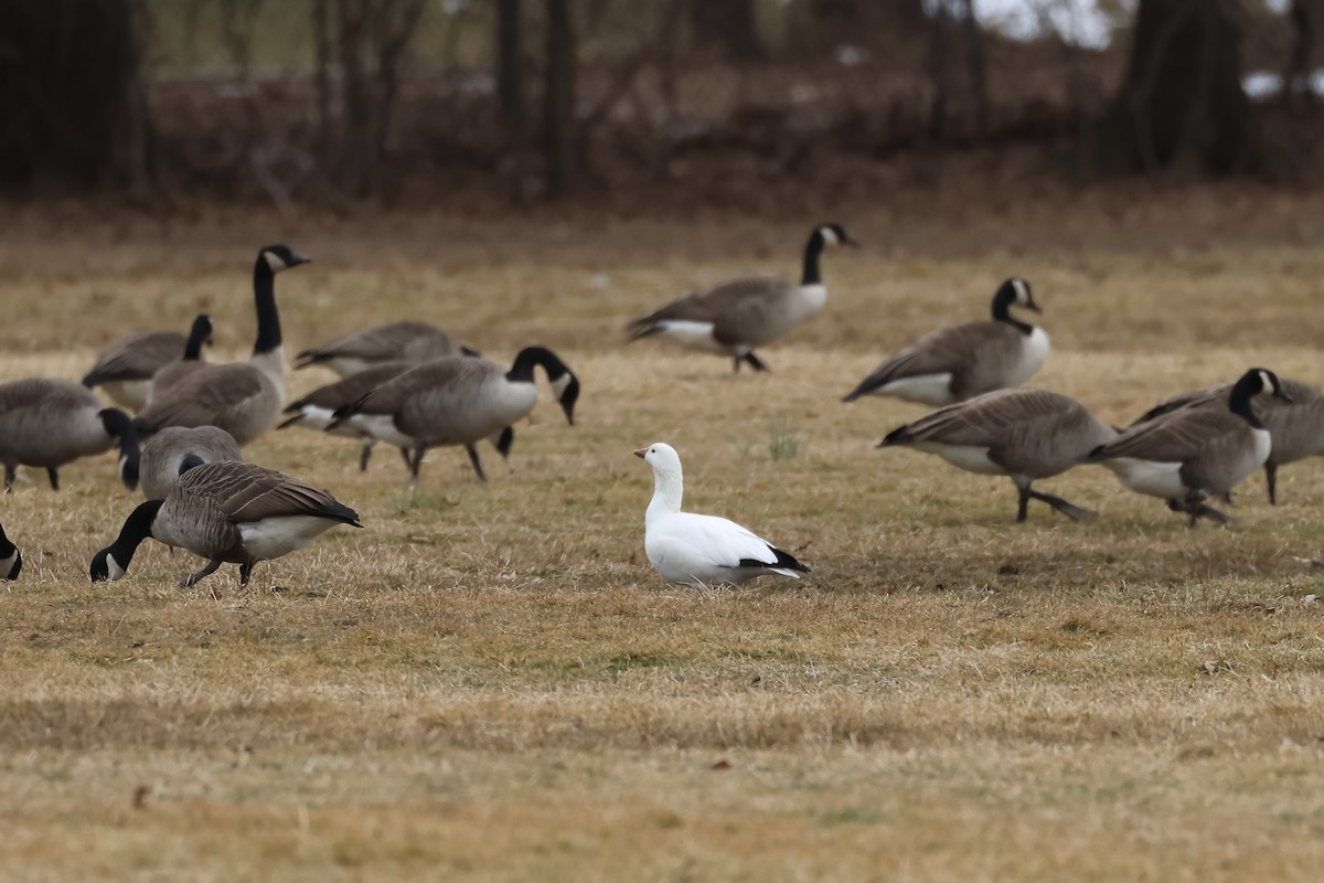 Ross's Goose - ML615154399