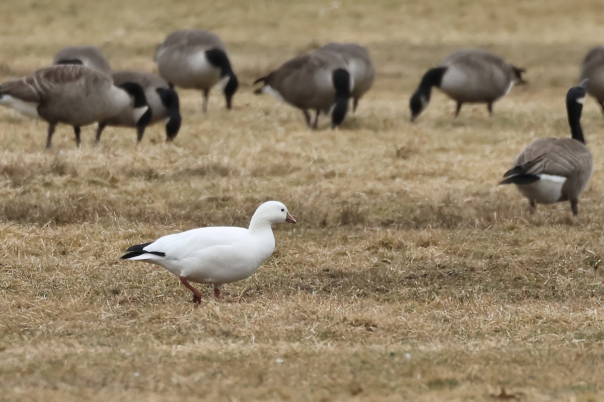 Ross's Goose - E R