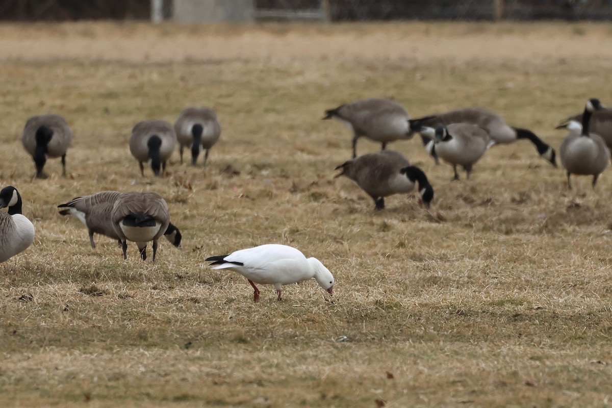 Ross's Goose - ML615154405