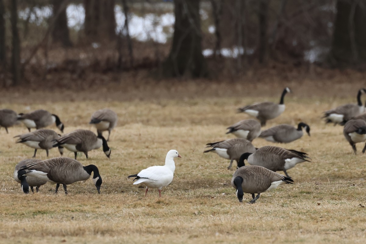 Ross's Goose - ML615154411