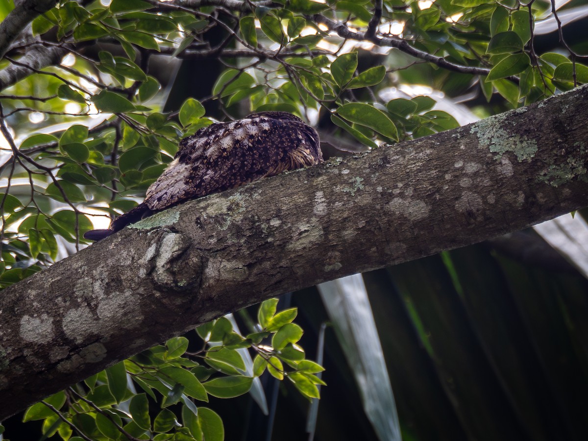 Short-tailed Nighthawk - ML615154428