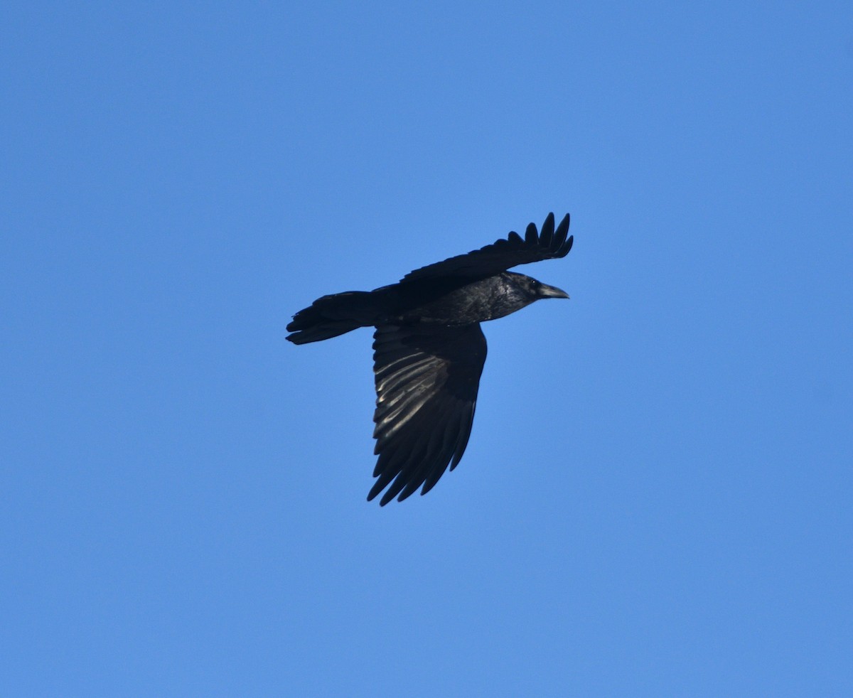 Grand Corbeau - ML615154455