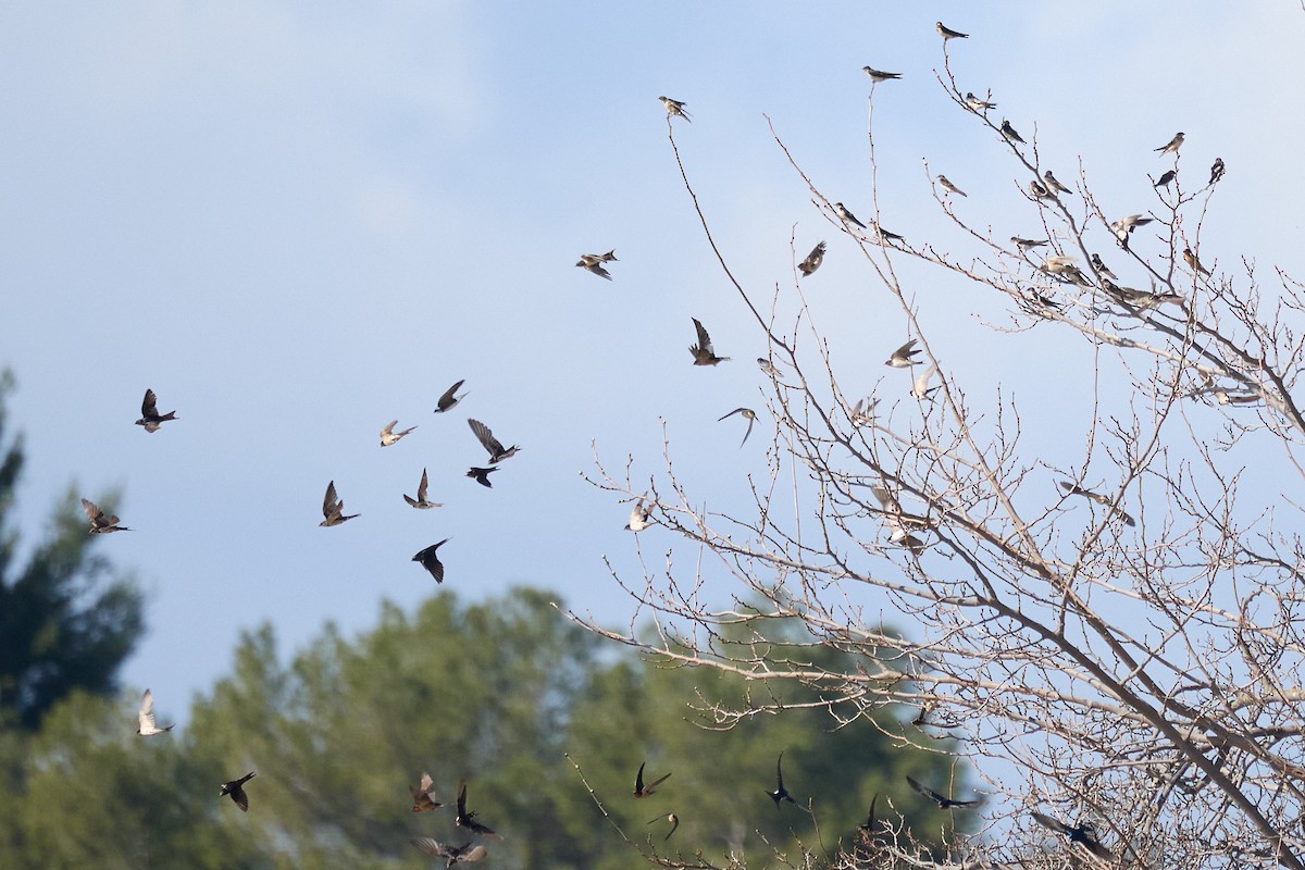 Barn Swallow - ML615154463