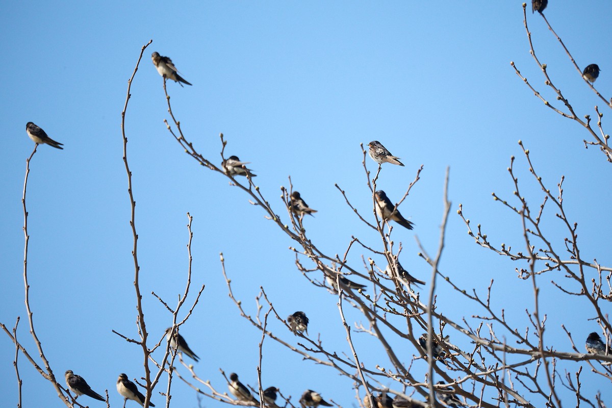 Barn Swallow - ML615154464