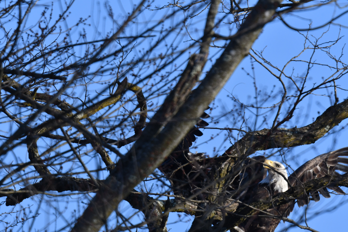 Bald Eagle - ML615154484