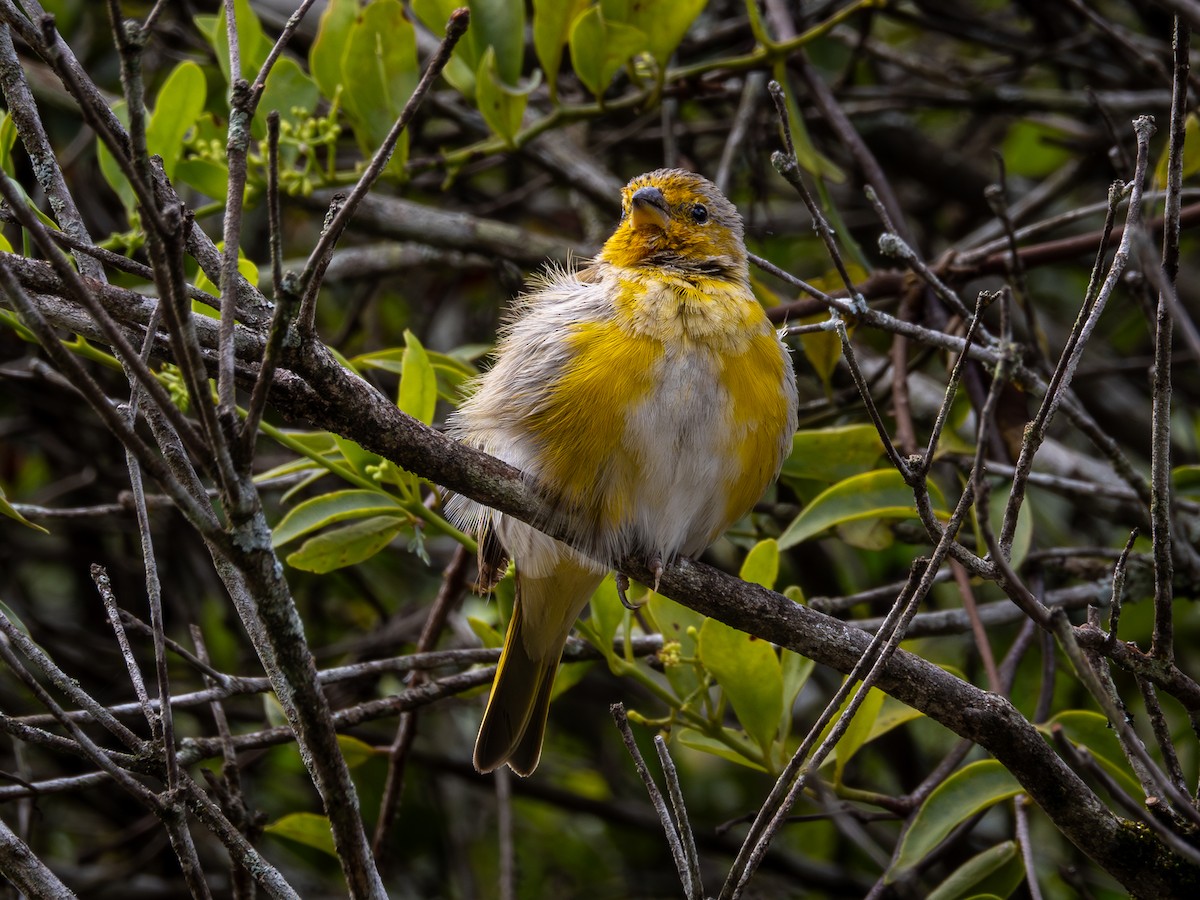 Saffron Finch - ML615154539