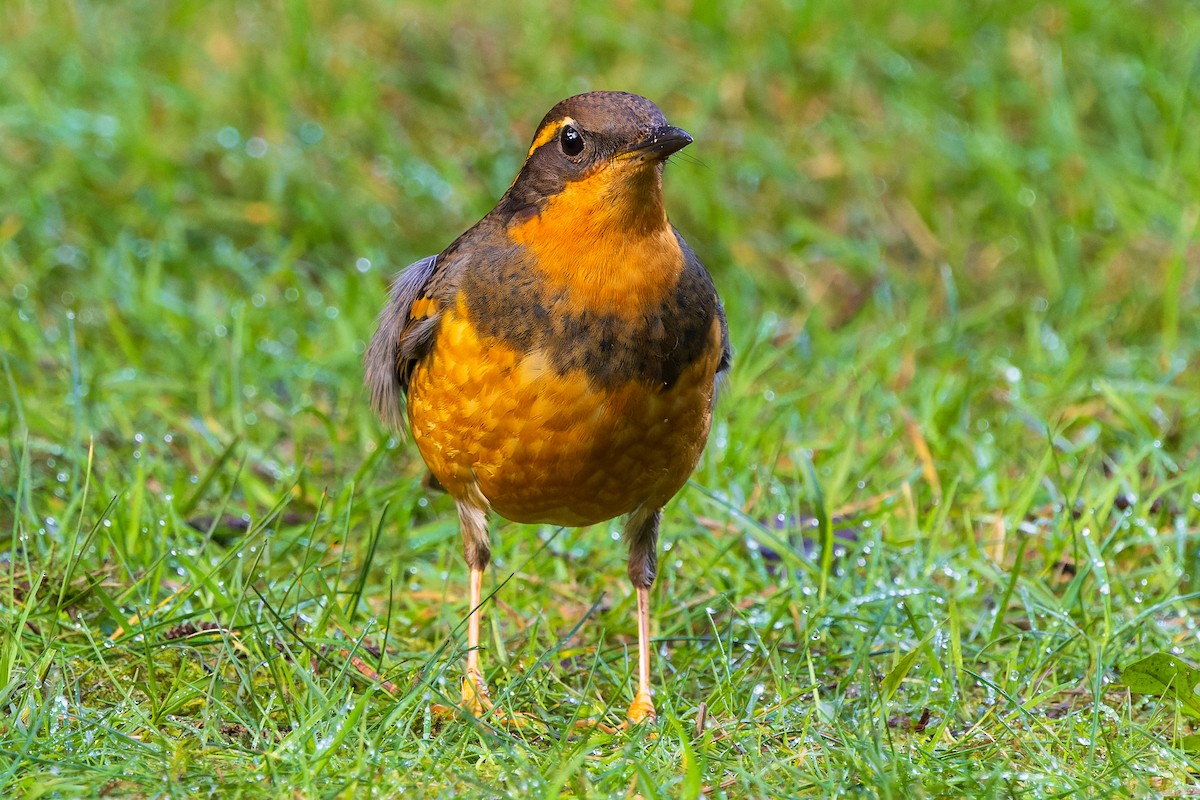 Varied Thrush - ML615154542