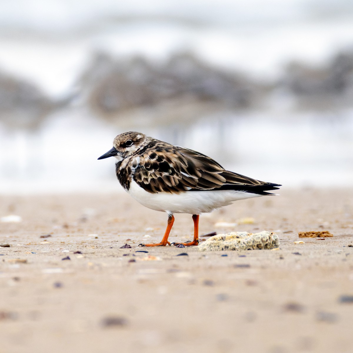 Ruddy Turnstone - Alexander Babych