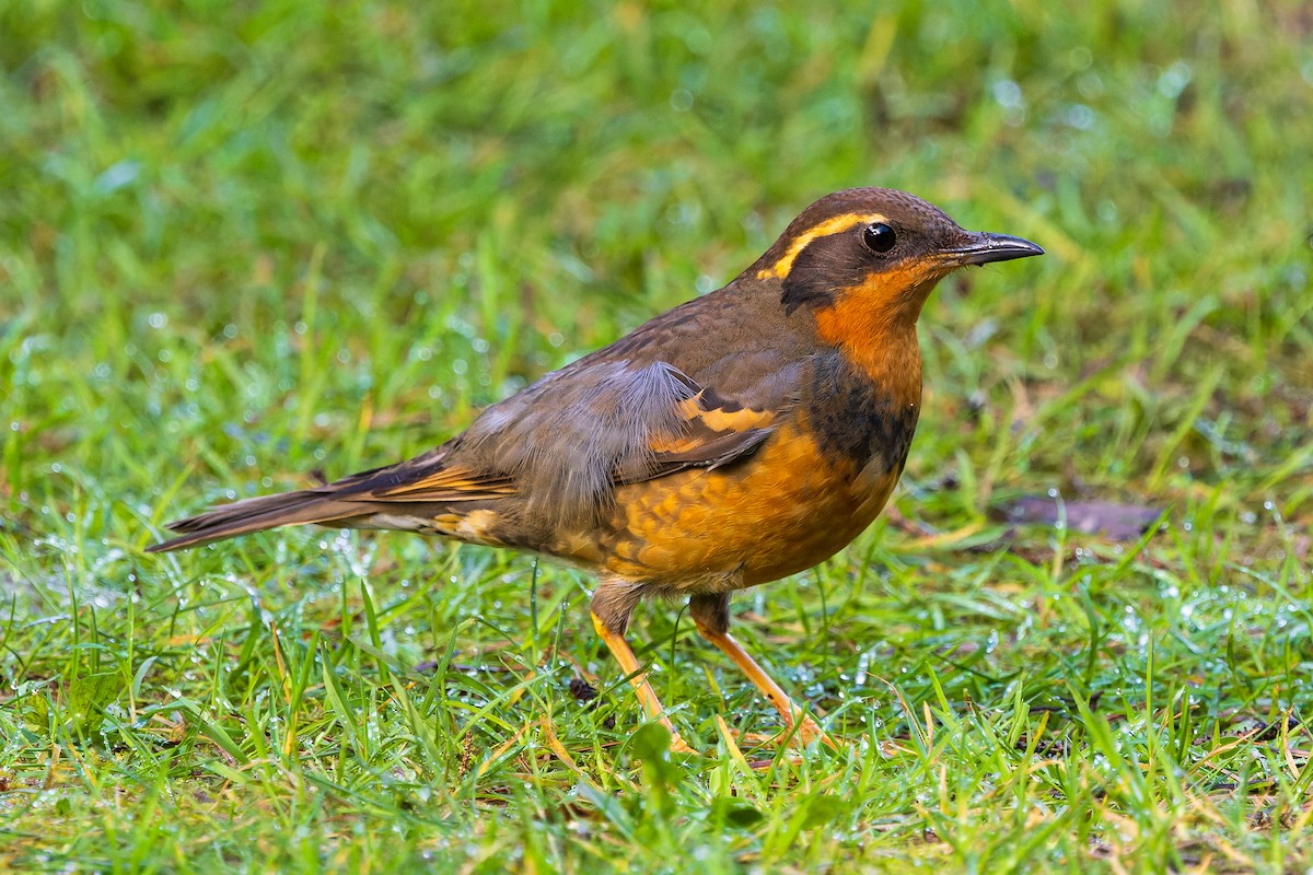 Varied Thrush - ML615154563
