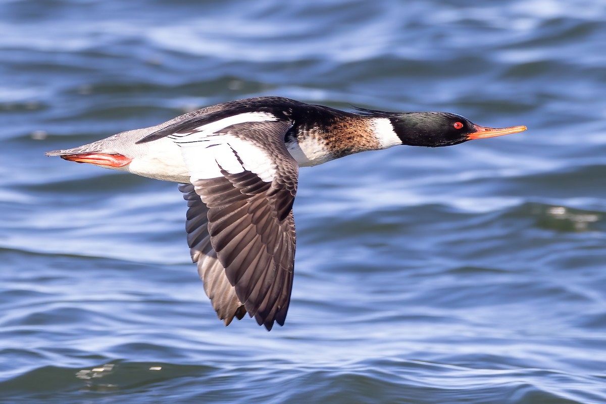 Red-breasted Merganser - Kevin Berkoff