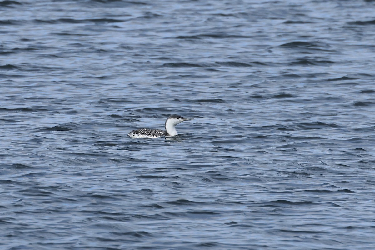 Red-throated Loon - ML615154631