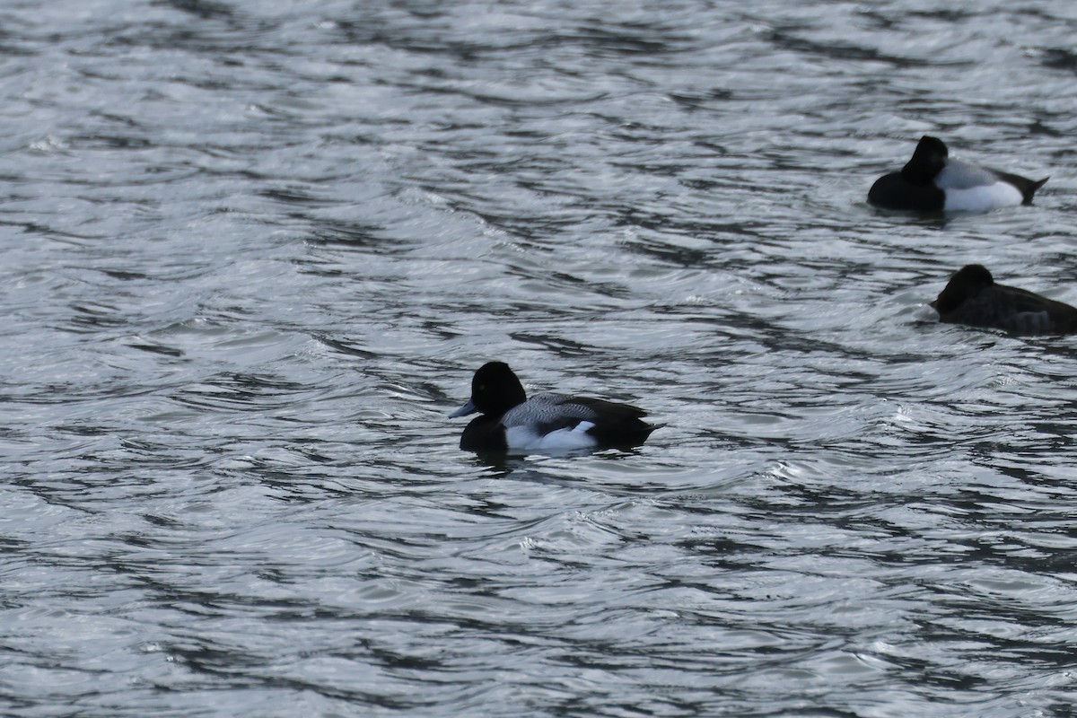 Lesser Scaup - ML615154648