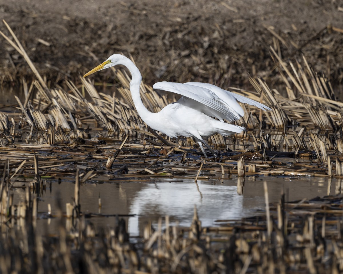 Great Egret - ML615154673