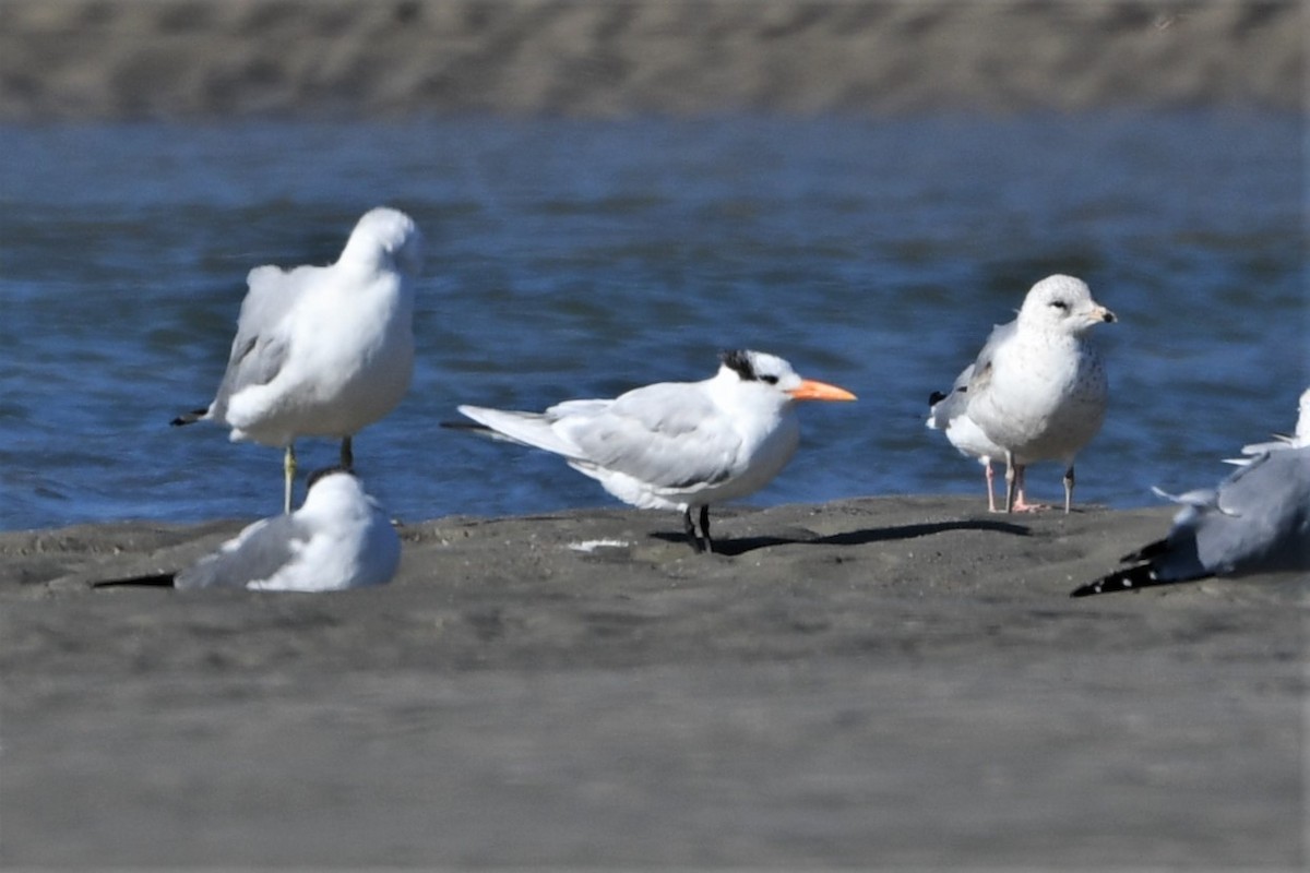 Royal Tern - ML615154680