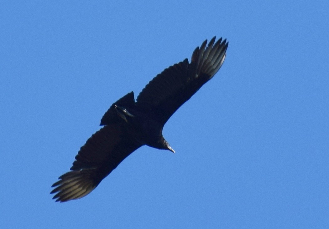 Black Vulture - Anne Fay