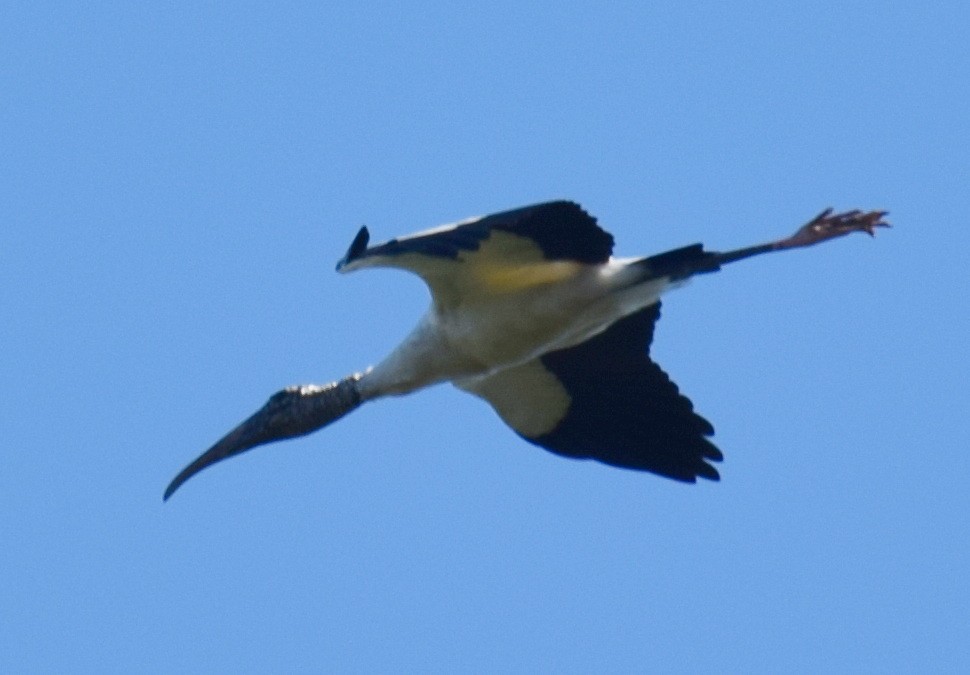 Wood Stork - Anne Fay