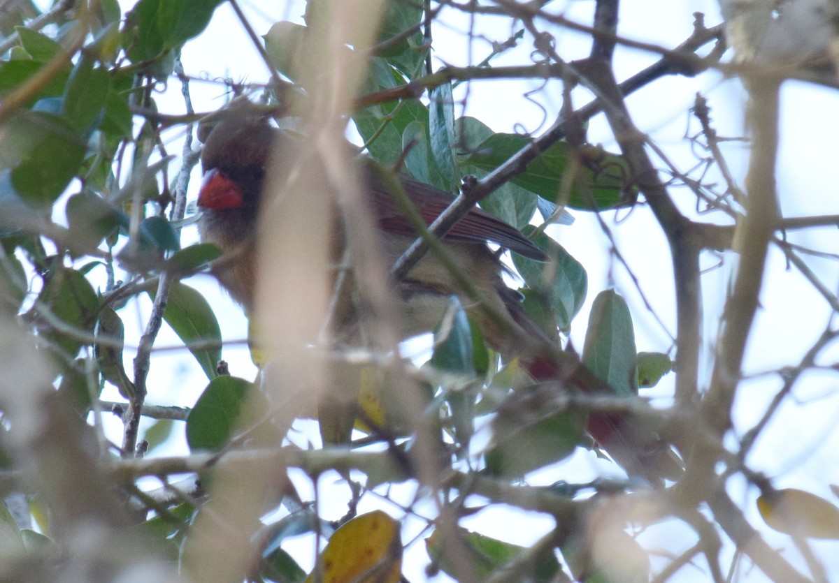 Northern Cardinal - ML615154769