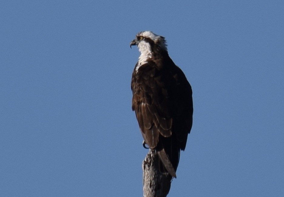 Osprey - Anne Fay