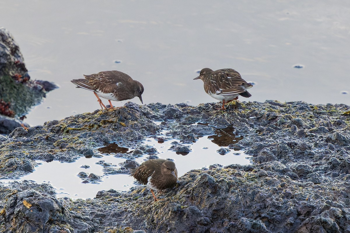 Black Turnstone - ML615154796