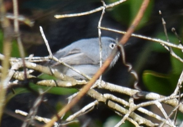 Blue-gray Gnatcatcher - ML615154800