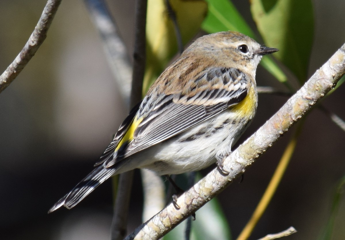 Yellow-rumped Warbler - Anne Fay